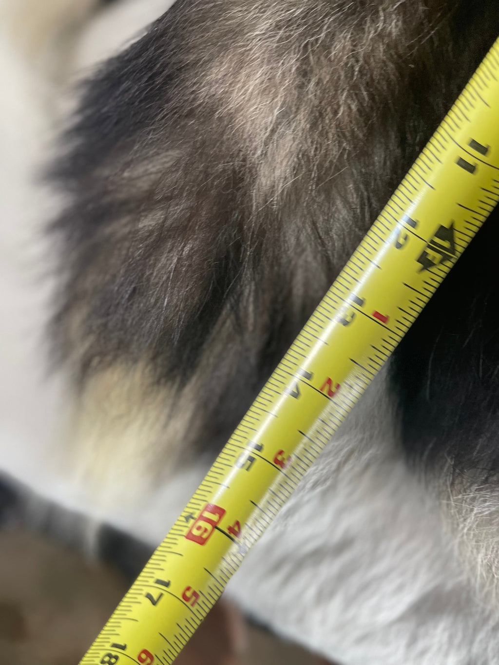 Silver Fox Tail Keychain