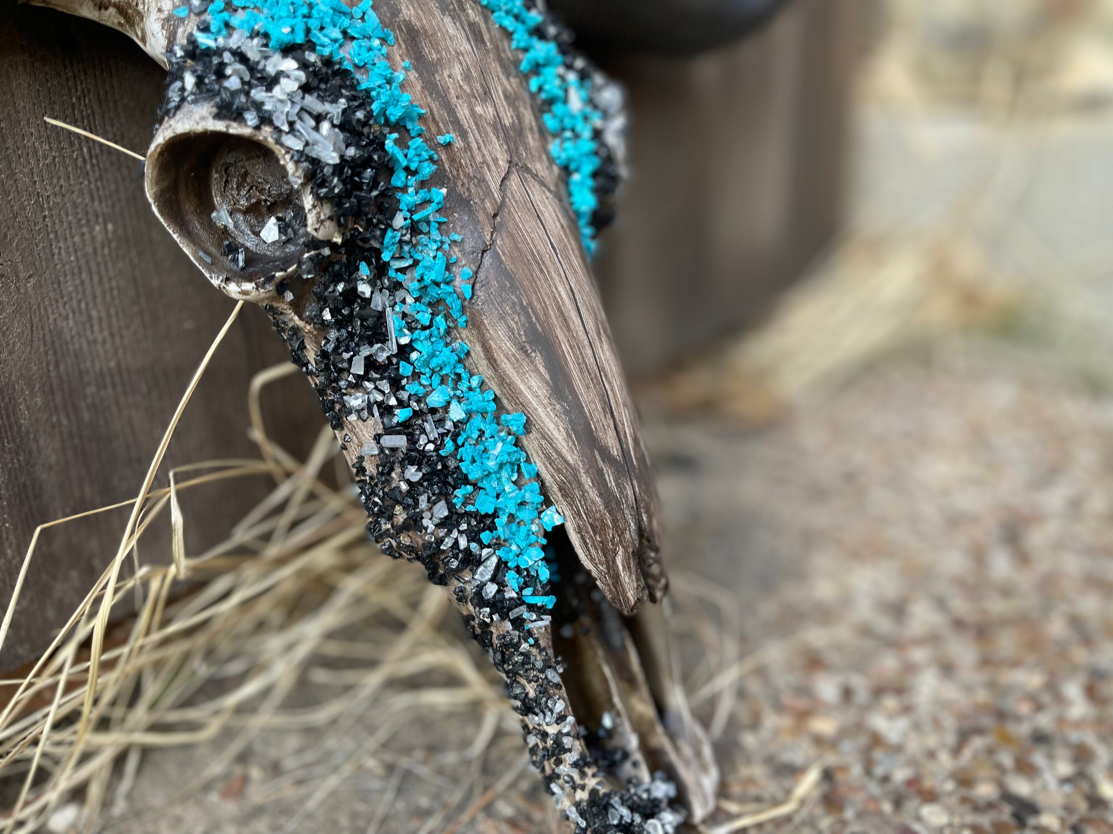 Turqouise Cowboy Cowskull